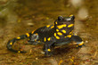 Portrait of  fire salamander  salamandra salamandra