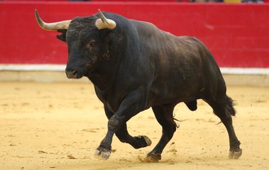 Wall Mural - bull in the bullring in spain