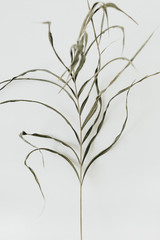 Wall Mural - Stringy green plant on white background.
