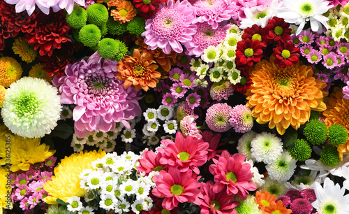 Obraz na PCV Flowers wall background with amazing red, orange, pink, purple, green and white chrysanthemum flowers for Wedding decoration, hand made Beautiful flower wall background