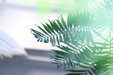 Canvas Print - Natural background with defocused tropical palm leaves against blurred window view.