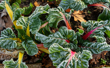 Close up of rimed chard plant (Beta Vulgaris Vulgaris), aka Swiss chard, spinach beet, leaf beet