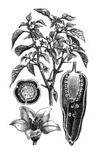 Chili Pepper Plant (Capsicum Annuum) / Antique Engraved Illustration From Brockhaus Konversations-Lexikon 1908