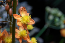 Flower Of Bulbinella Plant.  