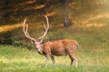 Beautiful male chital or spotted deer grazing in grass in Ranthambore National Park, Rajasthan, India