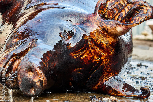 Cuadros en Lienzo Slaughter pig and hair removal by fire , black head ,protected animals