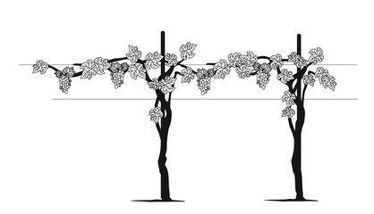 Sticker - VINEYARD PLANTS WITH LEAVES AND GRAPES, AMARONE AND PROSECCO WINE