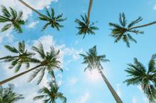 Tropical Palm Tree With Sun Light On Blue Sky. Summer Vacation And Nature Travel Adventure Concept. Coconut Palm Trees .