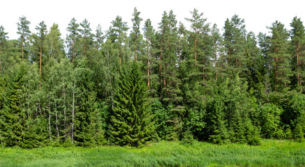 Wall Mural - summer green forest on the horizon with grass is isolated. the edge of a forest with deciduous and c