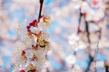 Cherry blossom, spring time, fresh flower blossom background.