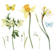 © zenina - Beautiful watercolor floral set with gentle hellebore and daffodil flowers. Stock illustration.