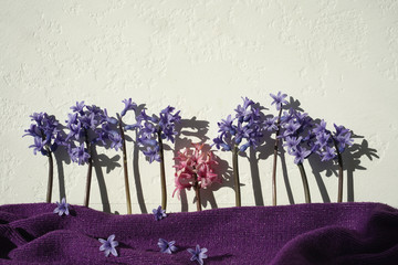 Poster - Composition of hyacinth flowers. View of flowering trees with shadow on a white background