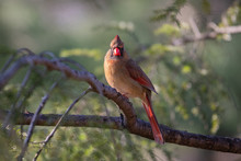 A Female Northern Cardinal Perched On A Branch.