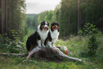 two dogs in the forest. Pet in nature at sunset. Tricolor Australian Shepherd Dog outdoors