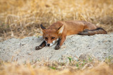 Fototapeta Zwierzęta - Bored young red fox, vulpes vulpes, lying down and stretching legs on agricultural field. Cute wild animal resting in nature from front view. Mammal with fur near den with copy space.
