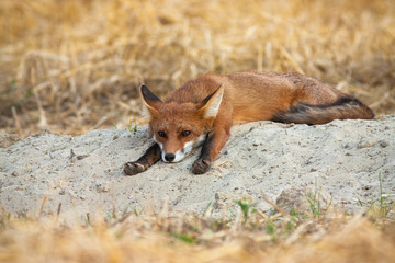 Bored young red fox, vulpes vulpes, lying down and stretching legs on agricultural field. Cute wild animal resting in nature from front view. Mammal with fur near den with copy space.