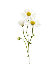 Wall Mural - daisy flowers and buds