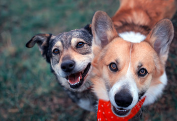 two cute happy the dogs sit side by side on the spring green grass and look loyally up at their owne