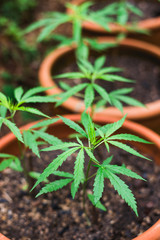 Cannabis