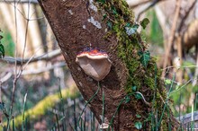 Bracket Mushroom On A Tree In Les Grangettes Natural Reserve, Villeneuve, Switzerland