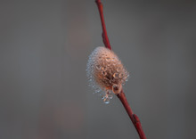 Close-up Of Catkin Willow Blossoms Covered By Dew Drops By Seaside On Sunset