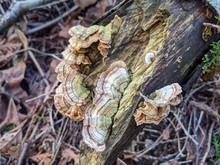 Shelf Fungus With Brown, Red, And Yellow Stripes Growing On Rotten Wood In Brush-filled Area With Soft Focused Twigs And Leaves In Background