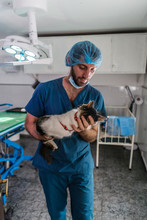 Vet Holding A Cat Carefully In The Surgery Room.