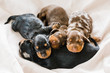 © Samantha Gehrmann/Stocksy - dachshund litter
