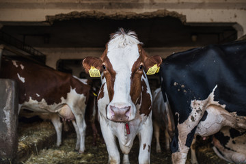 Wall Mural - Cows on a diary farm, agriculture industry.