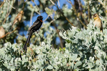Red Collared Widowbird Perched In A Tree