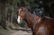 portrait of dressage gelding horse in double bridle on forest road in spring daytime