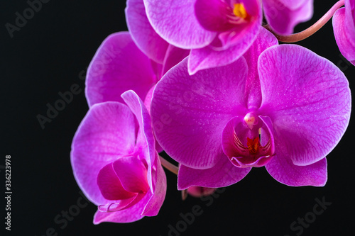 Dekoracja na wymiar  fioletowa-galaz-orchidei-na-ciemnym-czarnym-tle-z-bliska