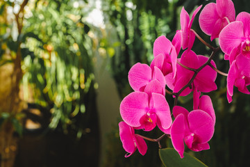 Wall Mural - Close up of beautiful bright pink orchid flowers