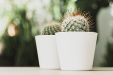 Mini Cactus Plant Potted On Blurred Botanical Garden Background