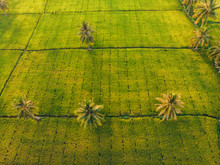 Lines Pattern On Green Rice Farm And Palm Trees