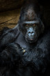© ALAN SHAPIRO/Stocksy - silverback gorilla staring