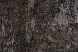 Fototapeta Desenie - Great texture of the dark bark of a tree