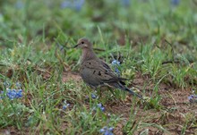 Closeup Shot Of A Cute Mourning Dove Standing On The Soil