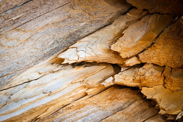 Wall Mural - detail of a broken wooden trunk