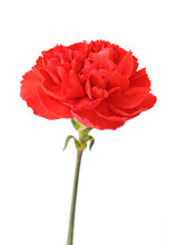 Single Red Carnation Free Stock Photo - Public Domain Pictures