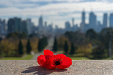 Fototapeta Sawanna - Close up of red poppy flower with urban cityscape on the background