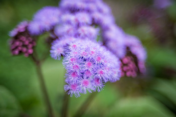 Sticker - Purple floss flower of Ageratum Houstonianum flowering plant