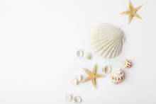 Summer Seashells On White Background