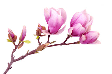 Wall Mural - magnolia flower