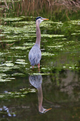 Wall Mural - Great blue heron wading in water near shore at a small pond in California.