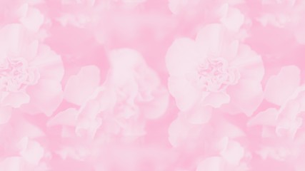 Pale pink abstract background. Floral gradient background, delicate carnation flowers. 16:9 panoramic format