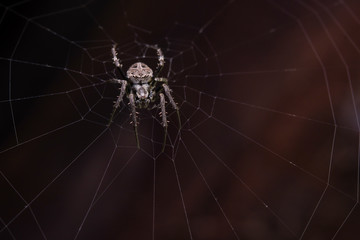 Close up macro shot spider (garden orb weaving spider) climbs on the web.