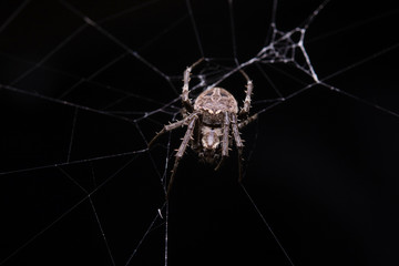 Close up macro shot spider (garden orb weaving spider) climbs on the web.