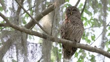 Cute Barred Owl Preening On A Tree Branch In Mead Gardens In Orlando Florida
