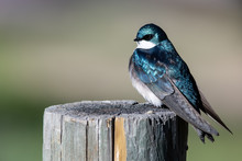 Tree Swallow Perched On An Old Weathered Wooden Fence Post